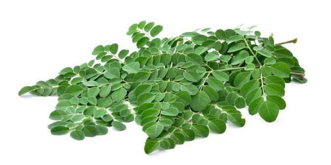 Daun Kelor